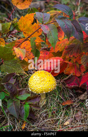 Ein Waldpilz im Temperance River State Park, Lake Superior, Minnesota, USA. Stockfoto