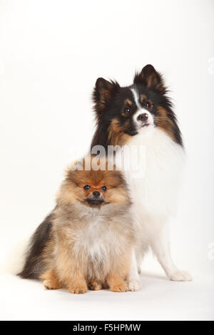 Mixed Breed Dog (Spitz Kreuz) und Pomeranian Spitz Welpen, 4 Monate | Mischlingshund (Spitzmischling) Und Spitzfamilie, Welpe, 4 Mon Stockfoto