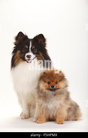 Mixed Breed Dog (Spitz Kreuz) und Pomeranian Spitz Welpen, 4 Monate | Mischlingshund (Spitzmischling) Und Spitzfamilie, Welpe, 4 Mon Stockfoto