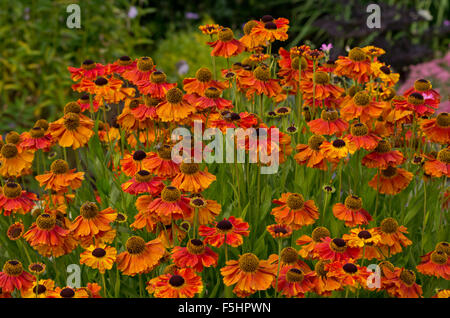 Helenium Sahins frühen Blumen Stockfoto