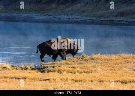 Amerikanische Bisons (Buffalo), Bison Bison, Hayden Valley, Yellowstone-Nationalpark, Wyoming, USA Stockfoto