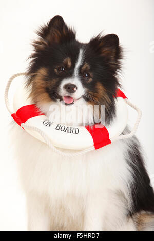 Gemischte Rasse Hund (Spitz Kreuz) | Mischlingshund (Spitzmischling) Stockfoto