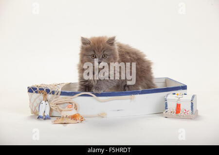 British Longhair Katze, Kätzchen, 9 Wochen, blau | Britisch Langhaar, Kaetzchen, 9 Wochen, blau Stockfoto