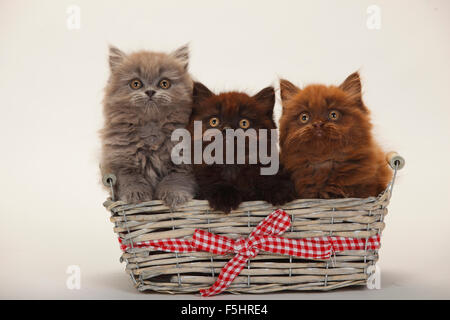 British Longhair Katzen, Kätzchen, 9 Wochen, chocolate, schwarz und blau | Britisch Langhaar, Kaetzchen, 9 Wochen, Schokolade, Schwarz un Stockfoto
