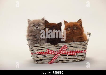 British Longhair Katzen, Kätzchen, 9 Wochen, chocolate, schwarz und blau | Britisch Langhaar, Kaetzchen, 9 Wochen, Schokolade, Schwarz un Stockfoto