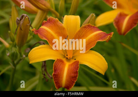 Hemerocallis Frans Hals Stockfoto