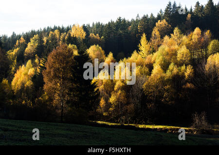 Autumnal Bayerischer Wald Landschaft, Bayerischer Wald, Herbstsonne, 'Bayerischer Wald' Rock, verlässt blauen Himmel gelbes rotes grün blau Stockfoto
