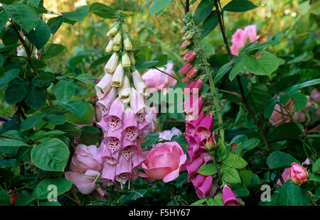 Nahaufnahme von rosa Fingerhut mit blass rosa Rosen im Sommer Grenze Stockfoto