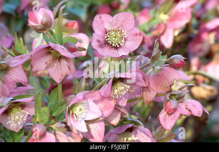 Nahaufnahme von rosa Helleborus Orientalis Stockfoto