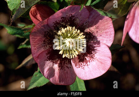 Nahaufnahme von einem rosa Helleborus Orientalis Stockfoto