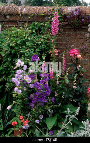 Blaue Canterbury Bells mit rosa Fingerhut und Rosen in einer Sommer-Grenze gegen eine alte Mauer Stockfoto