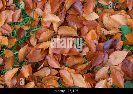 Herbstliche Blutbuche hinterlässt auf einem Rasen Rasen Fagus sylvatica Stockfoto