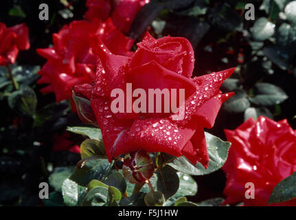 Nahaufnahme von roten Floribunda Rosen Stockfoto