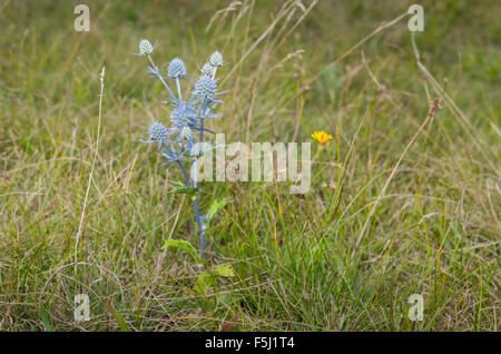 Einsame Eryngium blühende Pflanze unter Wilde Gräser in Sommerwiese Stockfoto