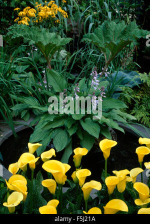 Nahaufnahme von gelben Calla Lilien und eine blühende Hosta neben kleinen pool Stockfoto