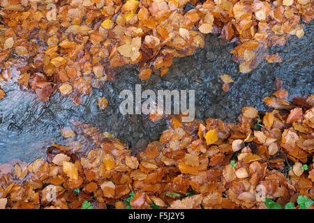 Herbst Cooper farbigen Buche Blätter entlang eines kleinen Baches im Oktober UK Stockfoto