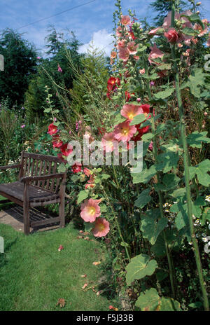 Rosa Malven in einem Sommer-Rand neben einer Wiese mit einer Holzbank auf einer kleinen asphaltierten Fläche Stockfoto