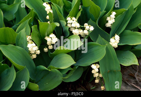 Nahaufnahme von Lily of the Valley Stockfoto