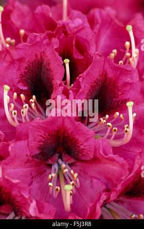 Nahaufnahme von rosa Rhododendron Blüten Stockfoto