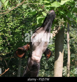 Nahaufnahme des Kopfes von einem weiblichen zentralen afrikanischen Okapi (Okapia Johnstoni) Kranarbeit Hals und kauen auf Blätter Stockfoto