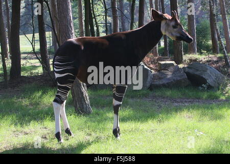 Captive männlichen zentralen afrikanischen Okapi (Okapia Johnstoni) im Safaripark Beekse Bergen & Zoo, Hilvarenbeek, Niederlande Stockfoto