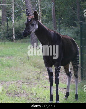 Captive männlichen zentralen afrikanischen Okapi (Okapia Johnstoni) im Safaripark Beekse Bergen & Zoo, Hilvarenbeek, den Niederlanden, Stockfoto