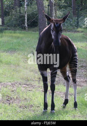 Männliche zentralen afrikanischen Okapi (Okapia Johnstoni) - Gefangene Tier, Zaun im Hintergrund sichtbar Stockfoto