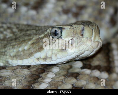 Mexikanische Westküste Klapperschlange (Crotalus Basiliskos), auch bekannt als mexikanische grüne Rattler Stockfoto