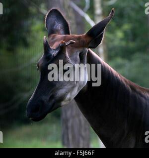 Kopf von einem männlichen zentralen afrikanischen Okapi (Okapia Johnstoni). (Interferenzmuster Mesh vage im Hintergrund sichtbar) Stockfoto