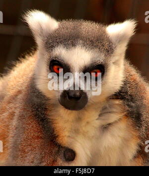 Ring-tailed Lemur mit lebhaften orangefarbenen Augen starrte direkt auf die Kamera Stockfoto