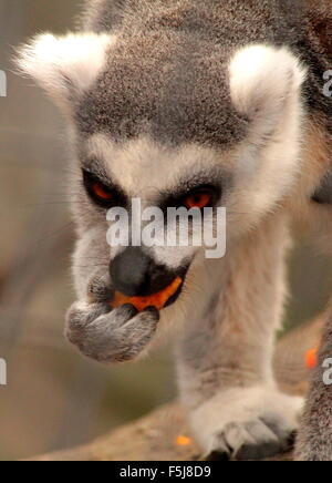 Entzückende Ring tailed Lemur mit orangefarbenen Augen essen Stockfoto