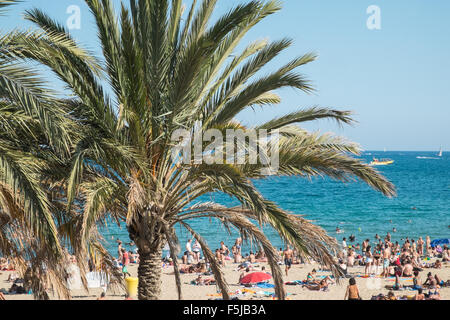 Palme und Sonnenbaden am Stadtstrand, Barceloneta,Barcelona.warning,danger,sunburn,sun,burnt,beach,Catalonia,Spain. Stockfoto