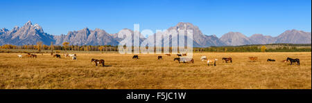 Ranch Pferde und die Teton Range, Grand-Teton-Nationalpark, Wyoming, USA Stockfoto