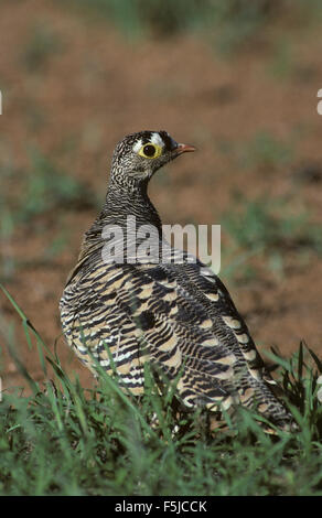 Lichtensteins Sandgrouse (Pterocles Lichtensteinii) erwachsenen männlichen Samburu Game Reserve Kenia Stockfoto