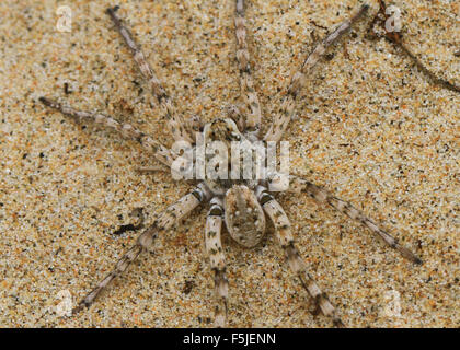 Dolomedes Tenebrosus, auch bekannt als die Fischerei Spinne oder Baumschule Web Spider, an einem Sandstrand in Michigan Stockfoto