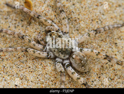 Dolomedes Tenebrosus, auch bekannt als die Fischerei Spinne oder Baumschule Web Spider, an einem Sandstrand in Michigan Stockfoto