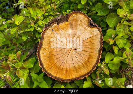 Frisch geschnittenen Sie Baum-Stamm-Berkshire-UK Stockfoto