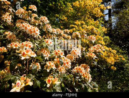 Rhododendron und Azalea Blumen in voller Blüte Stockfoto