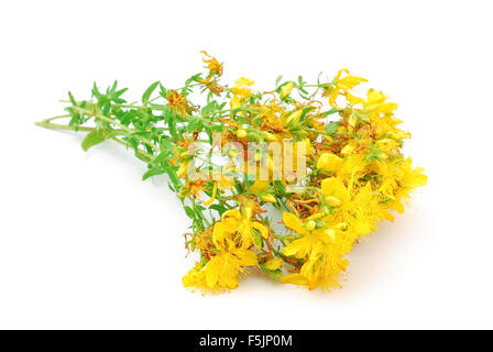 Tipton Weed Chase Teufel Klamath weed Stockfoto