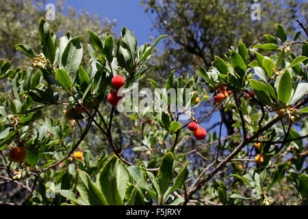 Arbutus Madrid (Erdbeerbaum) Stockfoto