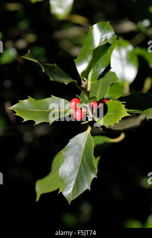 Ilex Aquifolium (Stechpalme, gemeinsame Holly, englische Holly, Stechpalme, Christmas Holly) Stockfoto