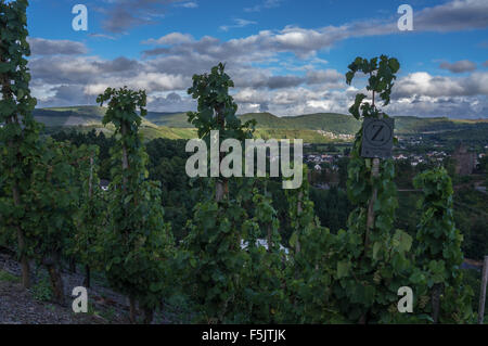 Riesling-Reben, die Zugehörigkeit zu Weingut Zilliken Saarburger Rausch Weinberg, Saarburg, Rheinland-Pfalz, Deutschland Stockfoto