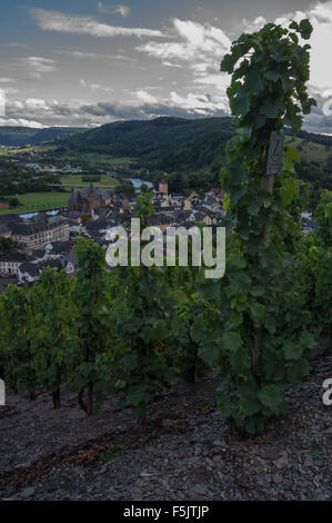 Riesling-Reben, die Zugehörigkeit zu Weingut Zilliken Saarburger Rausch Weinberg, Saarburg, Rheinland-Pfalz, Deutschland Stockfoto