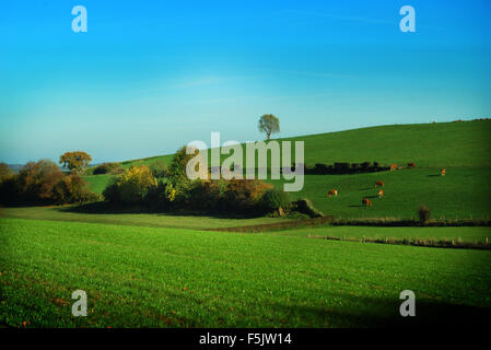 Landschaft in Zuid-Limburg, Niederlande Stockfoto
