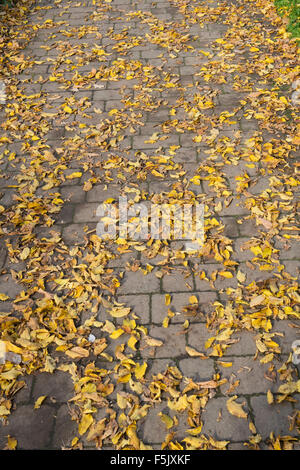 Umgestürzten Baum Herbst Blätter auf einen Gartenweg. UK Stockfoto