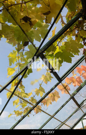 Weinrebe Blätter auf einem Gewächshaus Dach im Herbst Stockfoto