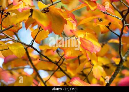 Hamamelis x Intermedia Orangenschale. Hamamelis 'Orange Peel' verlässt Farbwechsel im Herbst. UK Stockfoto