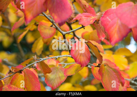 Hamamelis x Intermedia Orangenschale. Hamamelis 'Orange Peel' verlässt Farbwechsel im Herbst. UK Stockfoto