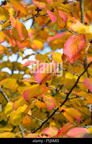 Hamamelis x Intermedia Orangenschale. Hamamelis 'Orange Peel' verlässt Farbwechsel im Herbst. UK Stockfoto