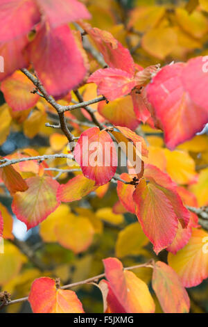 Hamamelis x Intermedia Orangenschale. Hamamelis 'Orange Peel' verlässt Farbwechsel im Herbst. UK Stockfoto